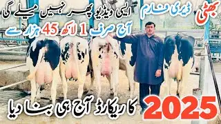 Bhatti Dairy Farm | Best imported cows video in 2025 | imported cows for sale #importedcows 