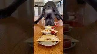 Dog vs Human Calzone Race | Pizza Pocket Chaos 🍕🐶😂