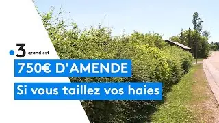 Vosges : 750 euros d'amende si vous taillez vos haies