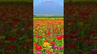 Is there anything more beautiful than flowers?