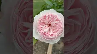 My Earth Angel Climbing Rose is blooming! Looks like I need a trellis. #rose #garden #earthangel 🌸