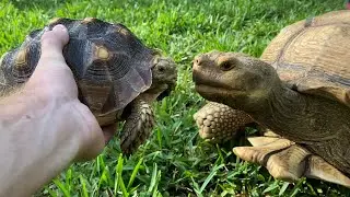 Baby Tortoise Meets Dad For The First Time! What Will Happen??