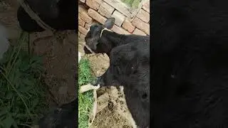 #find out what black cheetah is doing#cow #baby #eating #grass #viralvideo #youtubeshorts #viral