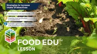 Exploring Bioactive Food Components for Human Health