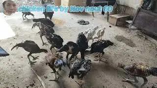 Giving Our Flocks Their Complete Chicken Feed 60.