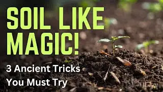 Turn Dirt Into Gold: 3 Ancient Tricks for Rich Soil & Humus