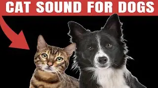 Cat Sound For Dogs | Cats Meowing Call