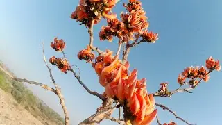 palsala kiti sundher ful aale ahe tr..?🌹💯  !! पळसाला किती सुंदर फुल आले आहे तर !! #vlog #viralvideo