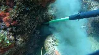 Pesca de langostas y pargos en mi isla Puerto Rico