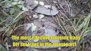The most effective hanging traps, DIY set traps in the forest part1