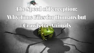 The Speed of Perception: Why Time Flies for Humans but Crawls for Animals
