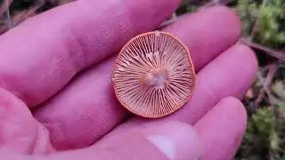 Caracter&iacute;sticas del g&eacute;nero Lactarius: Un grupo que engloba muchas setas de inter&eacute;s comestible.