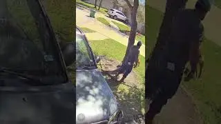 #funny #pets dog is in trouble