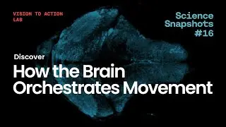 Science Snapshot: How the Brain Orchestrates Movement