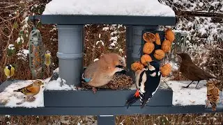 Day Live Bird Feeder Stream &mdash; Real-Time Backyard Birds