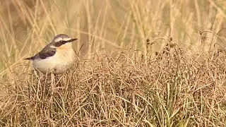 Vogels Ameland (24-04-2022)