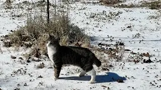 A Walk With Lomein - Winter Storm 2026