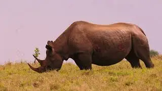 Black rhinos  on  the sky line at Kenya!