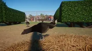 Female Peafowl | Planet Zoo Animals