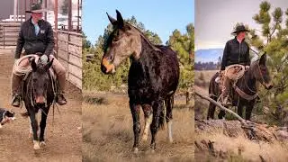 HIGH BROW HENNESSY - 7 year old Molly - Jake Clark's Mule Days 2026