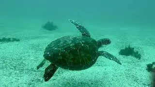 Shelly Beach Scuba Dive, Manly NSW