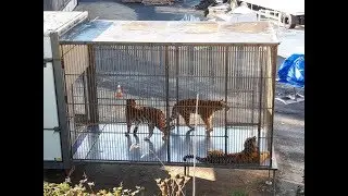 Aus Zirkus entlaufener Tiger in Paris erschossen