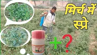 मिर्च में स्प्रे। मिर्च में ALPHA GOLD स्प्रे करते हुए,mirch me ALPHA GOLD spray daily vlogsMirch