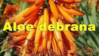 Aloe - Aloe debrana HD Video 02