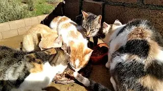Feeding My Cats In The Shelter After Rainy And Cold Days