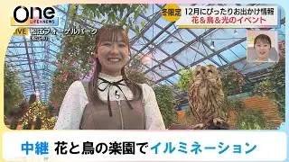 【中継】「フォーゲルパーク ウィンターナイトフェスティバル」 もうすぐクリスマスということで、松江フォーゲルパークではイルミネーションのイベントが開催されています。