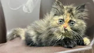 Make My Pet is live 30 October 2025 📅 Persian Kitten Rare Tortoiseshell Pattern Color