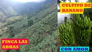 🍌🍌🍌 Como producir El cultivo de banano en nuestra vereda Camellón.
