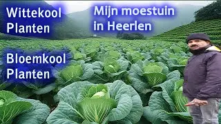 Bloemkool,wittekool,rodekool planten|பூக்கோவா,முட்டைக்கோவா,செங்கோவா நடுதல்