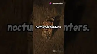 Leopards  Masters of Climbing and Hunting!