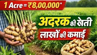 How to earn lakhs of rupees by farming ginger | Ginger Farming Business India 2025