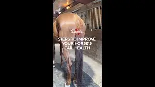 Steps to Improve Your Horse's Tail Health