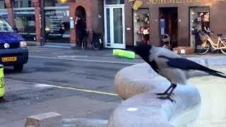 A nice bird