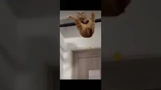 cats vs humans  😅🤣😂 daily training