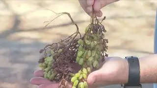 Fresno farmers worried summer heat will damage crops
