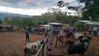 Viernes 23 de enero 2026, tiangue de Osicala, Morazán Sur, El Salvador