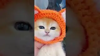 myau myau #funny #billee #cuteanimal #cat #cutepet #video #billibolimeow