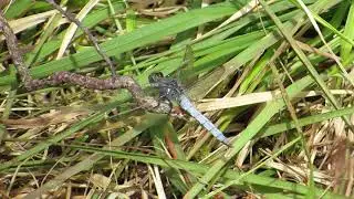 Keeled Skimmer - Argyll - 17/07/2014