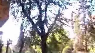 tala6