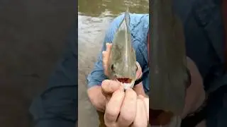Самая хищная рыба реки Амазонки