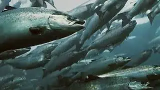 Omnifish S.A.