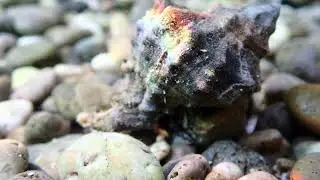 Stumpfe Stachelschnecke (Hexaplex trunculus)