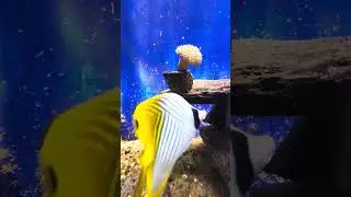 Рыба-бабочка аурига&nbsp;(Chaetodon auriga), или&nbsp;бабочка клинополосая, нитеперая. #нячанг #вьетнам