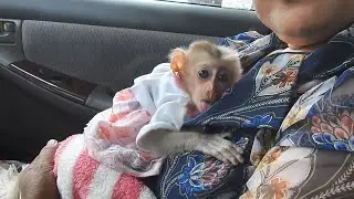 Jing Family Goes On A Road Trip