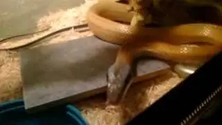 Serpent ratier - RatSnake after lunch (medium rat)