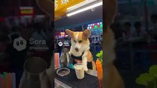 Най-сладкият барман! 🐶🥤 Куче приготвя напитки на улицата!